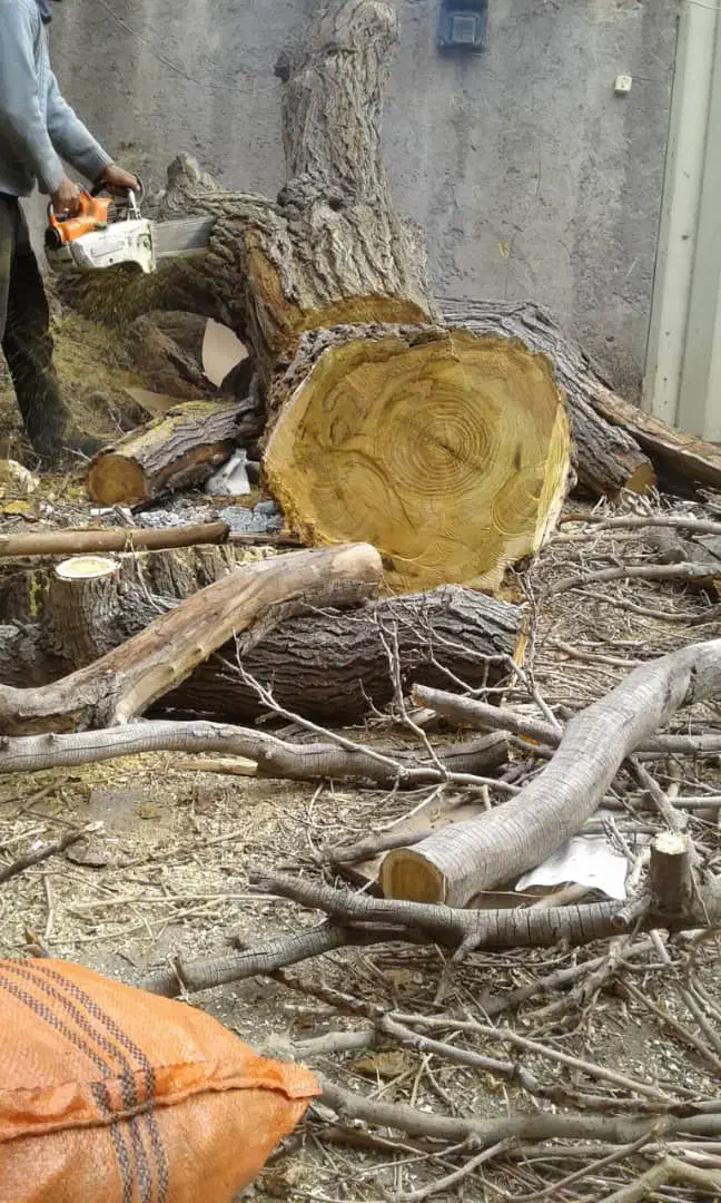 قطع کردن درخت برش درخت خرید درخت خریدچوب کندن درخت|خدمات باغبانی و درختکاری|مشهد, توس (بلوار توس)|دیوار