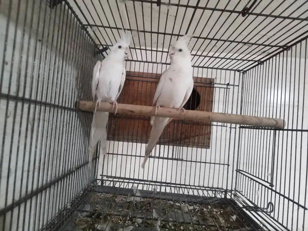 عروس هلندی آلبینو|پرنده|خورموج, |دیوار