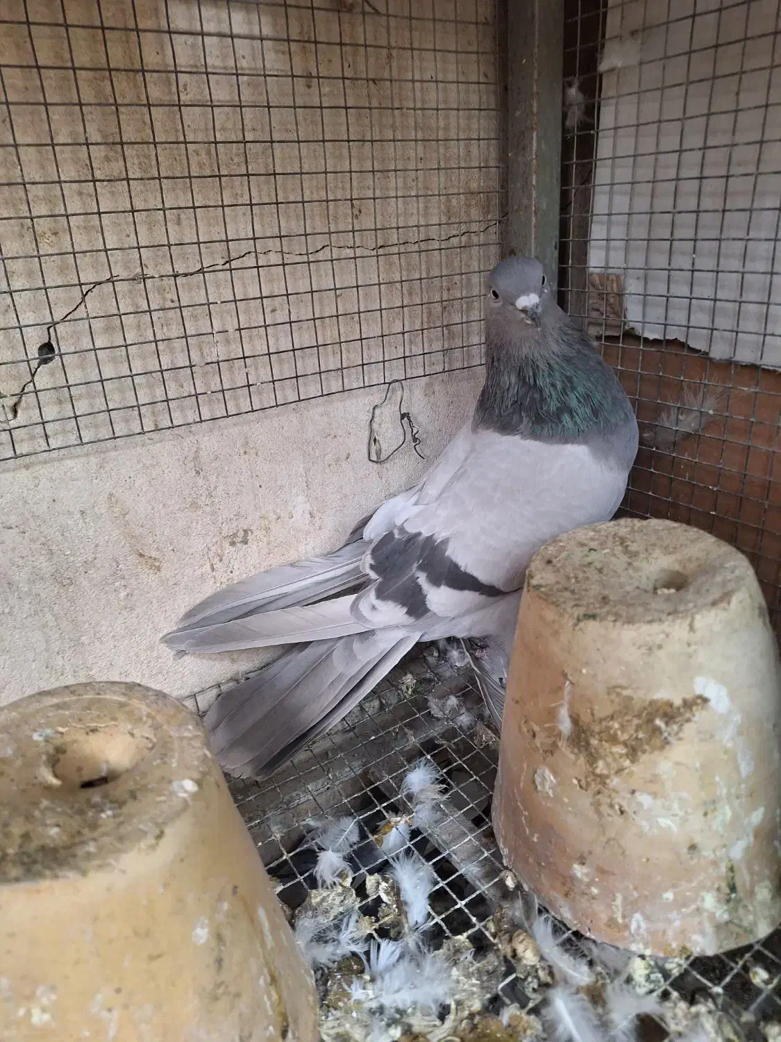 ماده خرقه نقره ای دمگیر|پرنده|اصفهان, کارلادان|دیوار