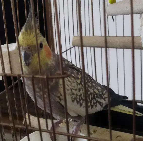 عروس هلندی|پرنده|شاهین دژ, |دیوار