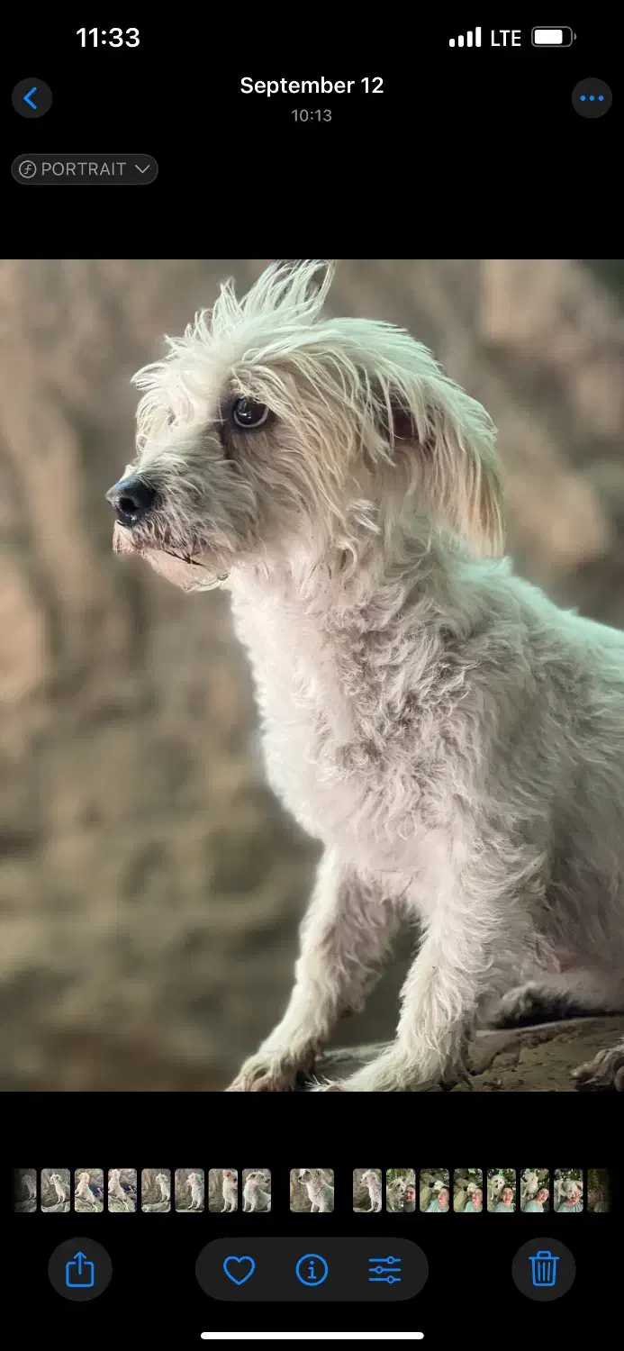 گمشده گمشده مژدگانی مژدگانی|حیوانات|مهریز, |دیوار