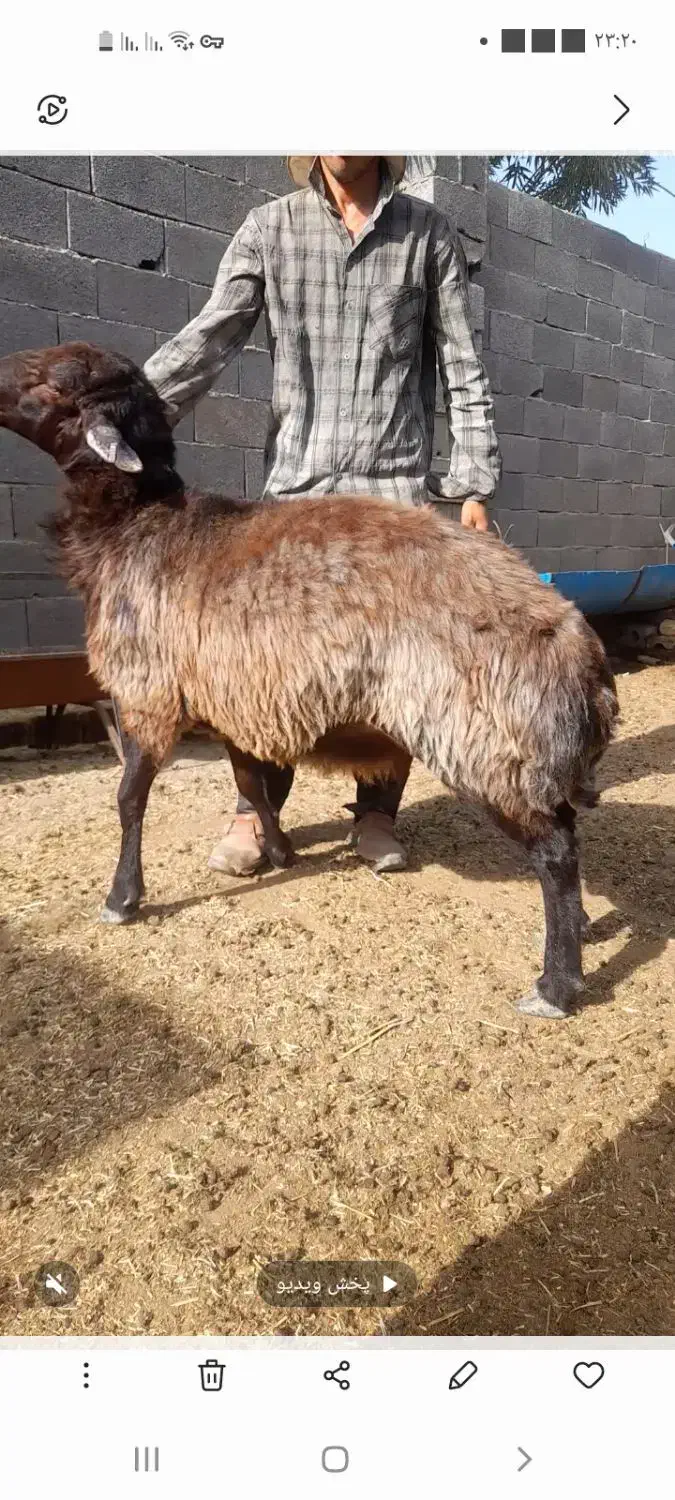 قوچ همو|حیوانات مزرعه|قهدریجان, |دیوار