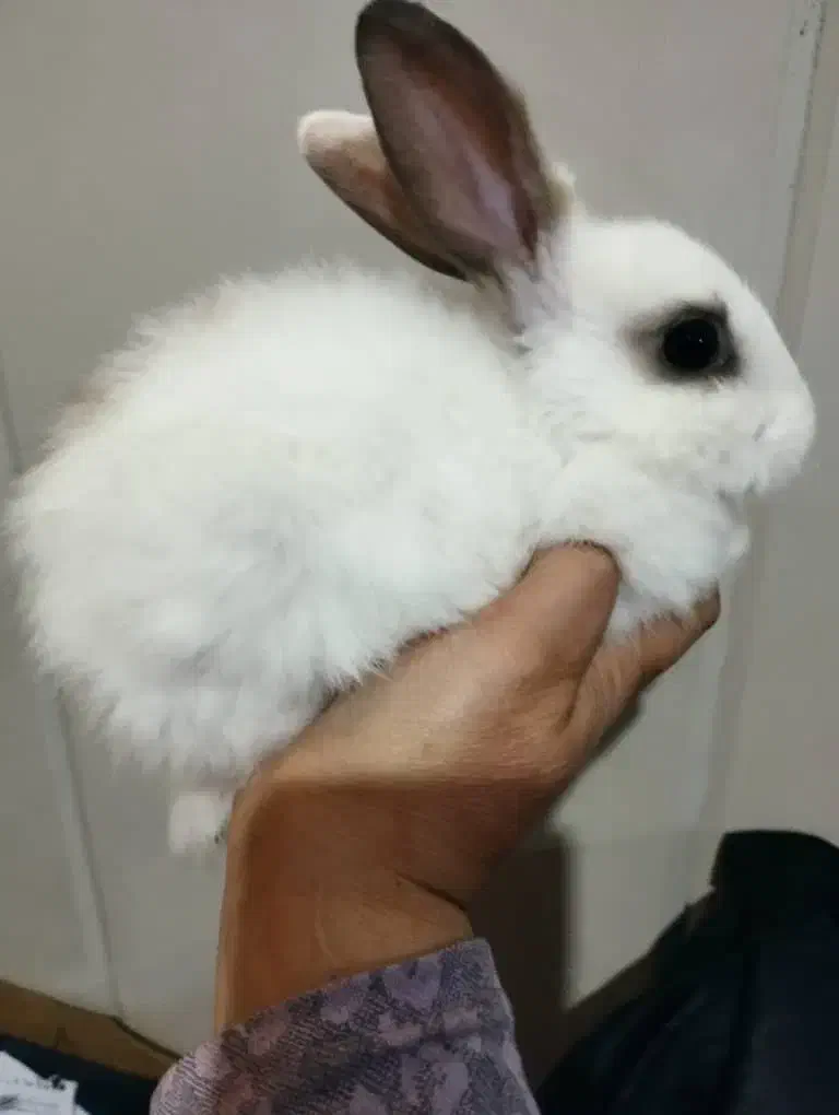 بچه خرگوش های دو رگه|موش و خرگوش|قوچان, |دیوار