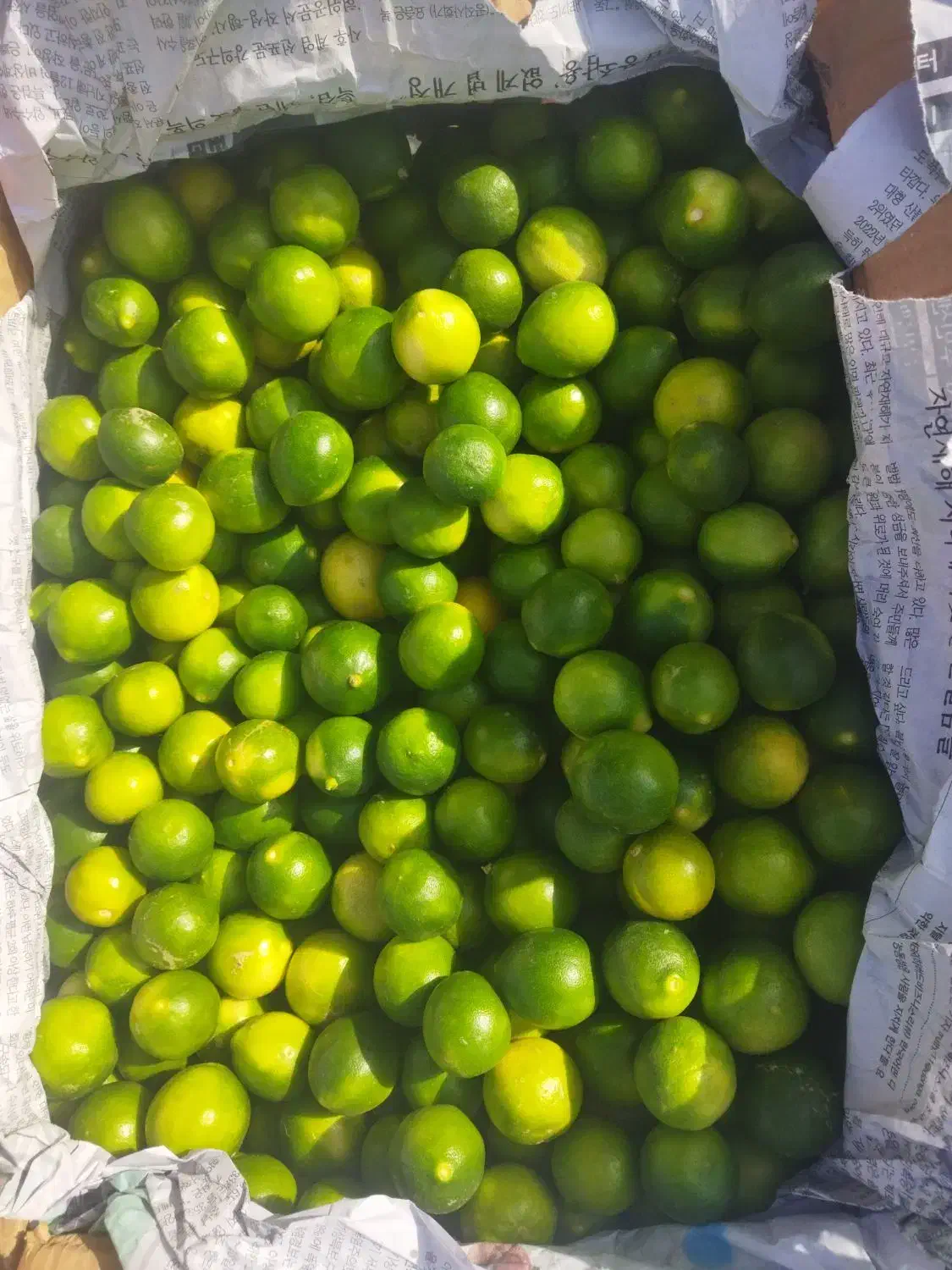 لیموترش درجه یم|عمده‌فروشی|شیراز, ترمینال باربری|دیوار