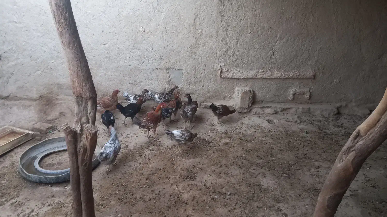 جوجه محلی چاق|حیوانات مزرعه|قرقری, |دیوار