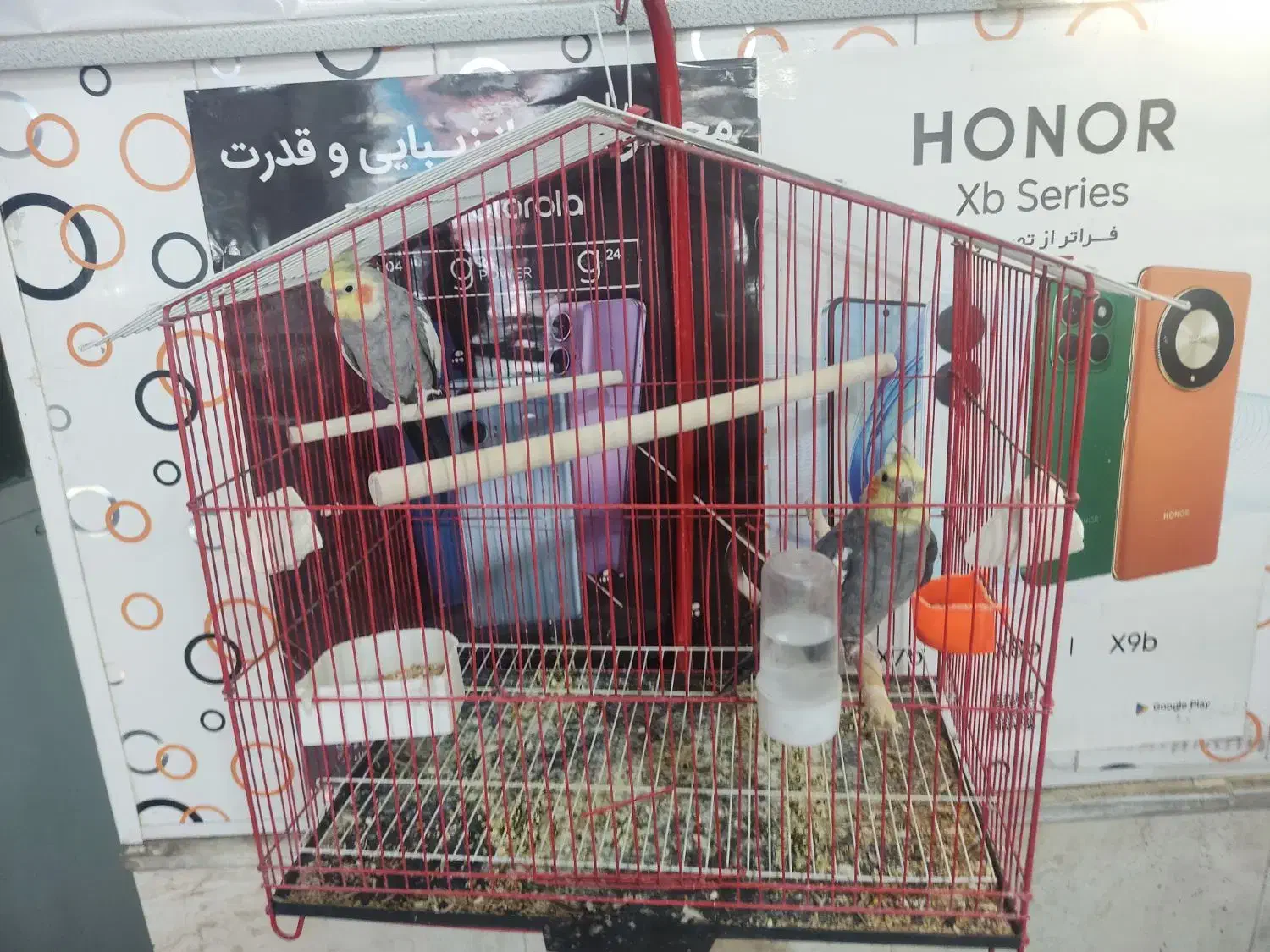 عروس هلندی|پرنده|تربت‌حیدریه, باغ سلطانی|دیوار