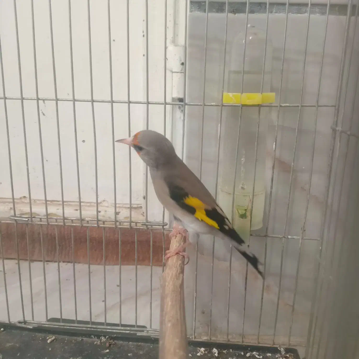 سهره کرمونی|پرنده|شیراز, شهدای شهرک سعدی|دیوار