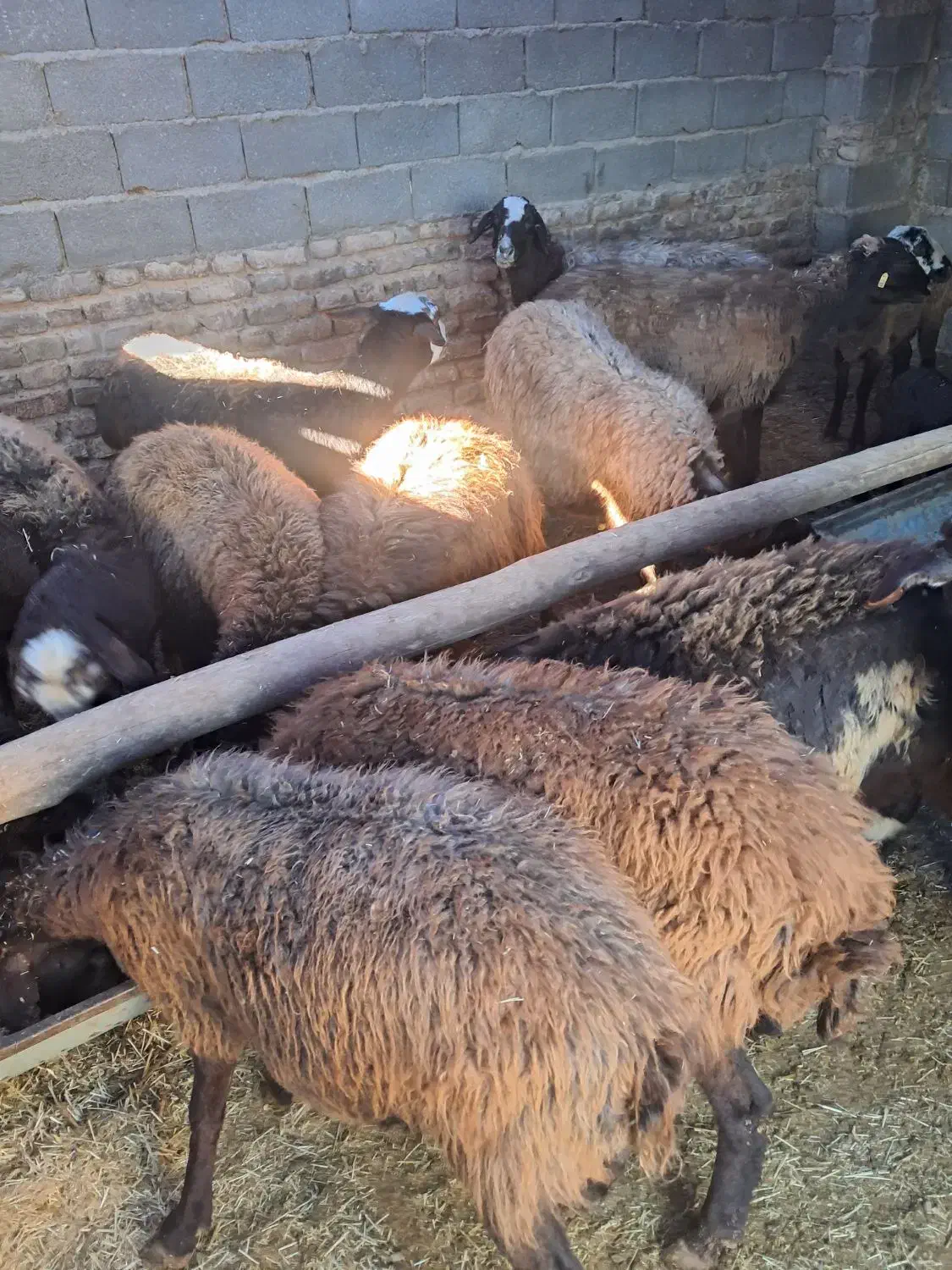 میش بره|حیوانات مزرعه|هشتگرد, خور|دیوار