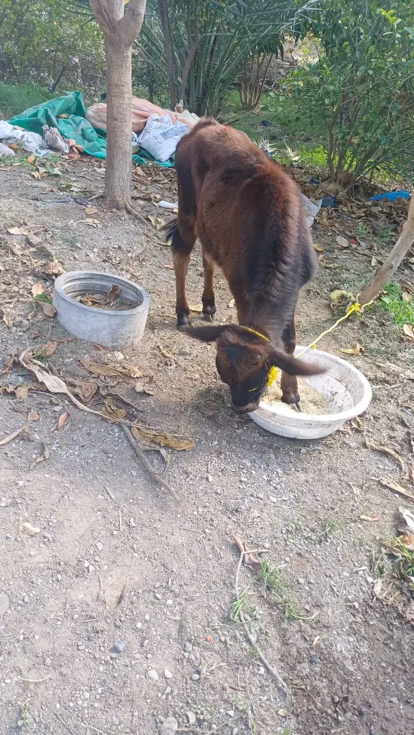 گوساله|حیوانات مزرعه|میناب, |دیوار