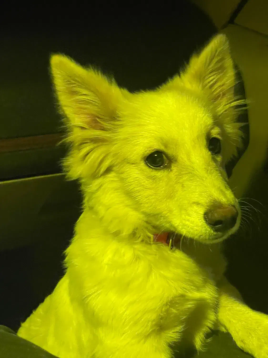 خانگی|سگ|مریوان, |دیوار