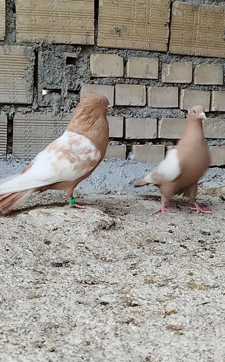 نرماده سینه زرد|پرنده|شیراز, شهرک صنعتی|دیوار