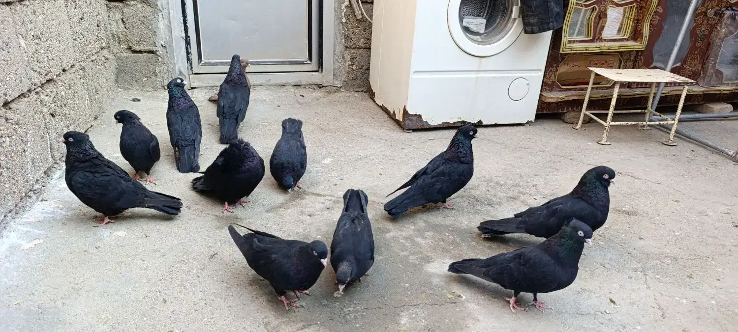 کبوتر|پرنده|میاندوآب, |دیوار