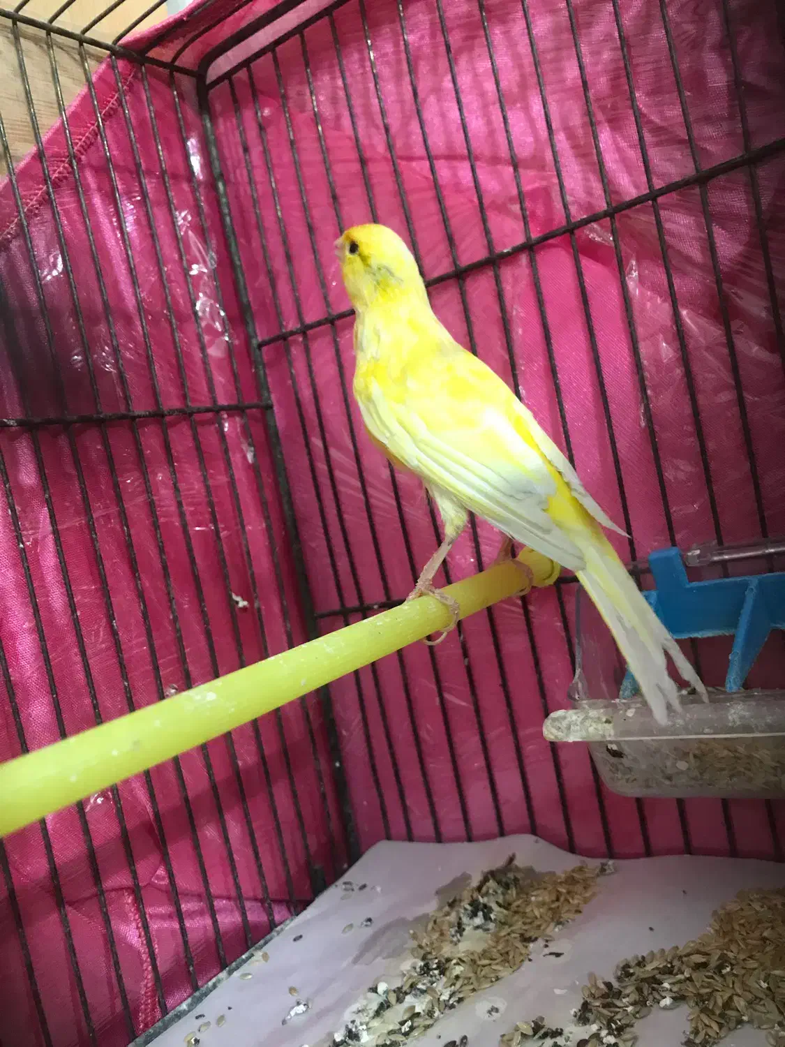 قناری طلایی نر|پرنده|اردبیل, |دیوار