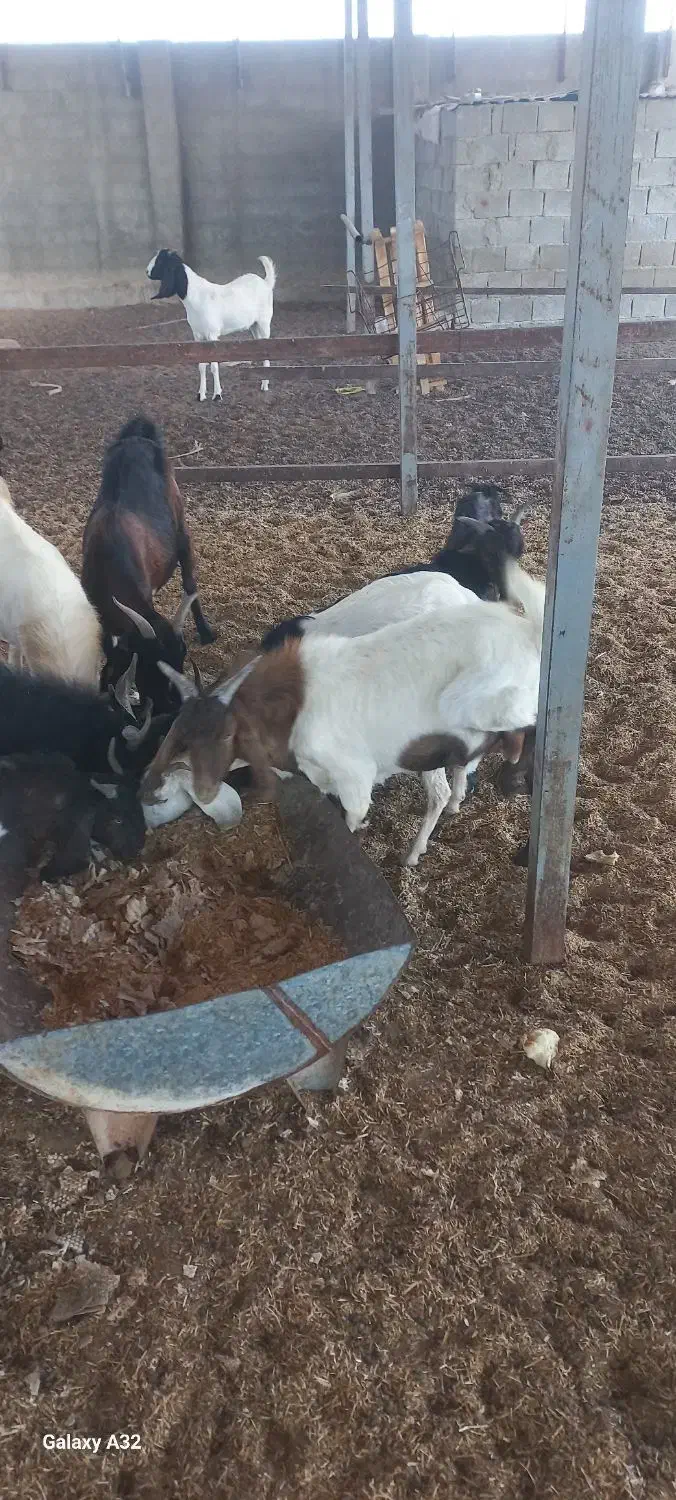 تعدادی کهره نر|حیوانات مزرعه|بندر گناوه, |دیوار