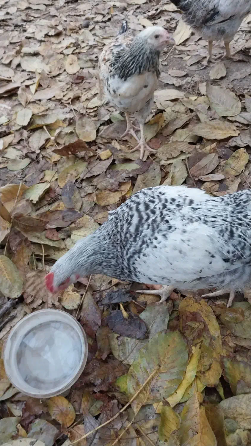 خروس|حیوانات مزرعه|تنکمان, |دیوار