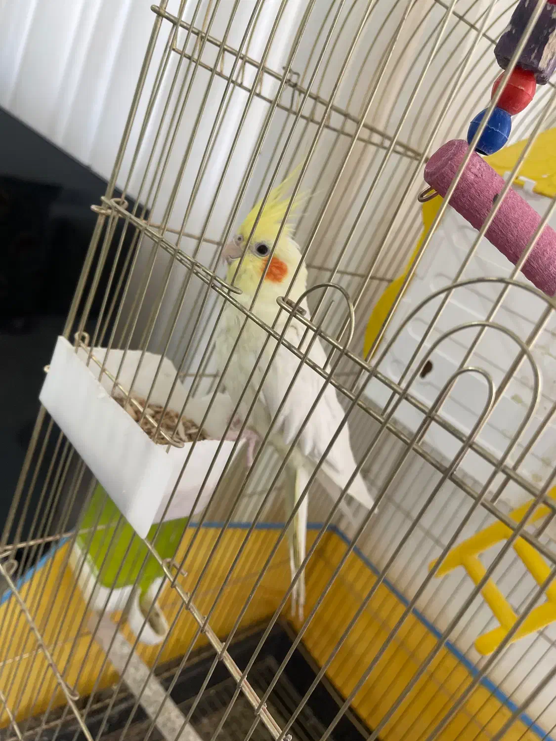 عروس هلندی|پرنده|سبزوار, میدان بار|دیوار