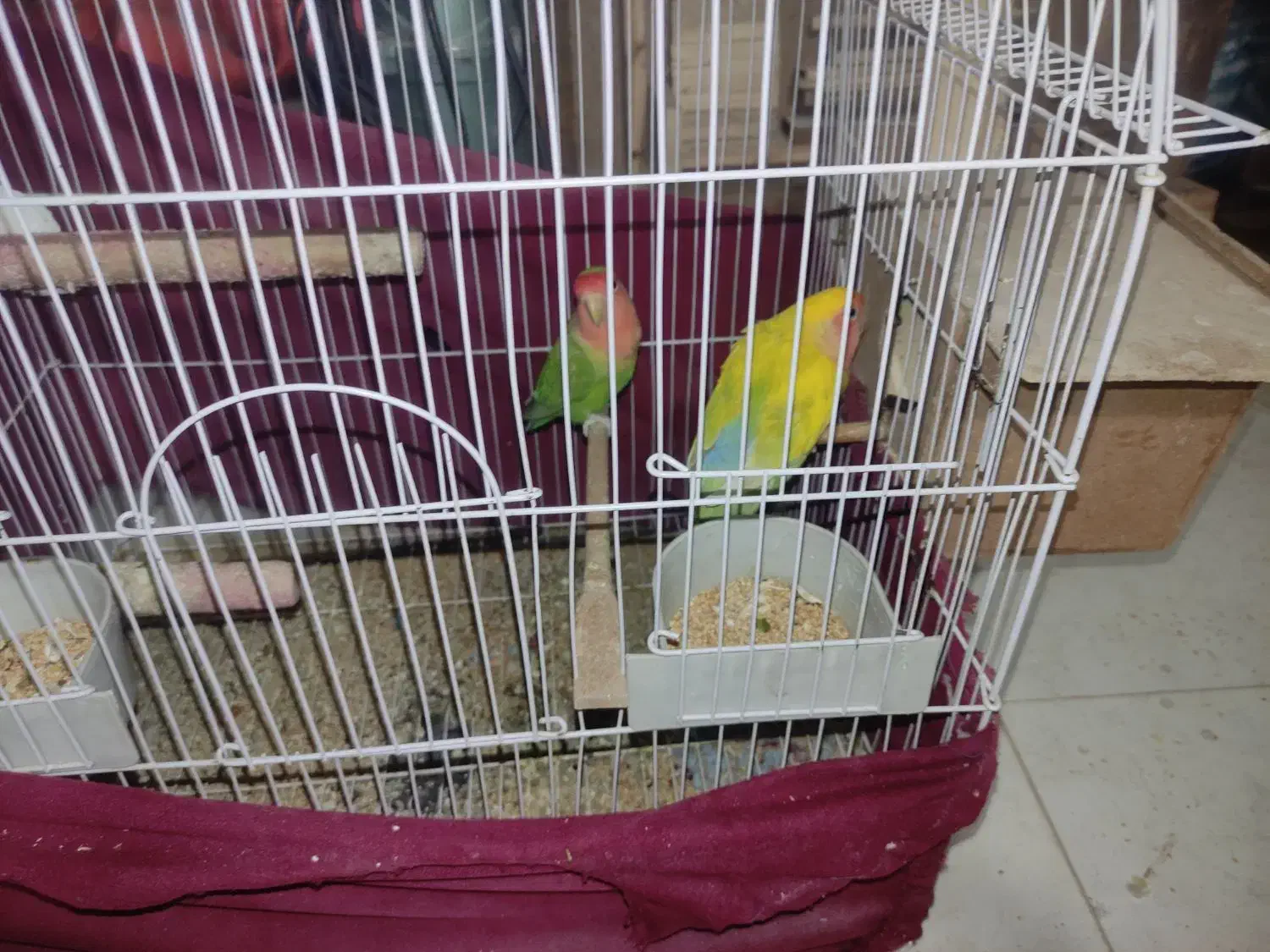 طوطی برزیلی به شرط|پرنده|الوند, |دیوار