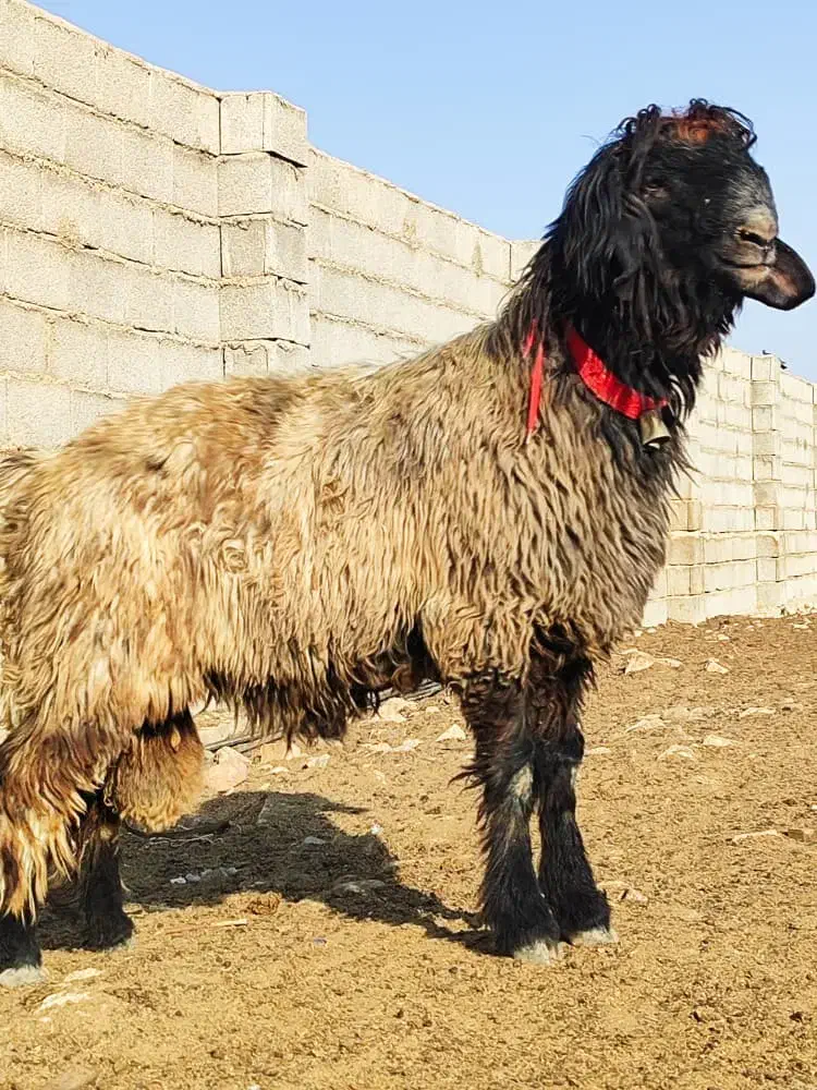 بره قوچی|حیوانات مزرعه|شیراز, گچی|دیوار