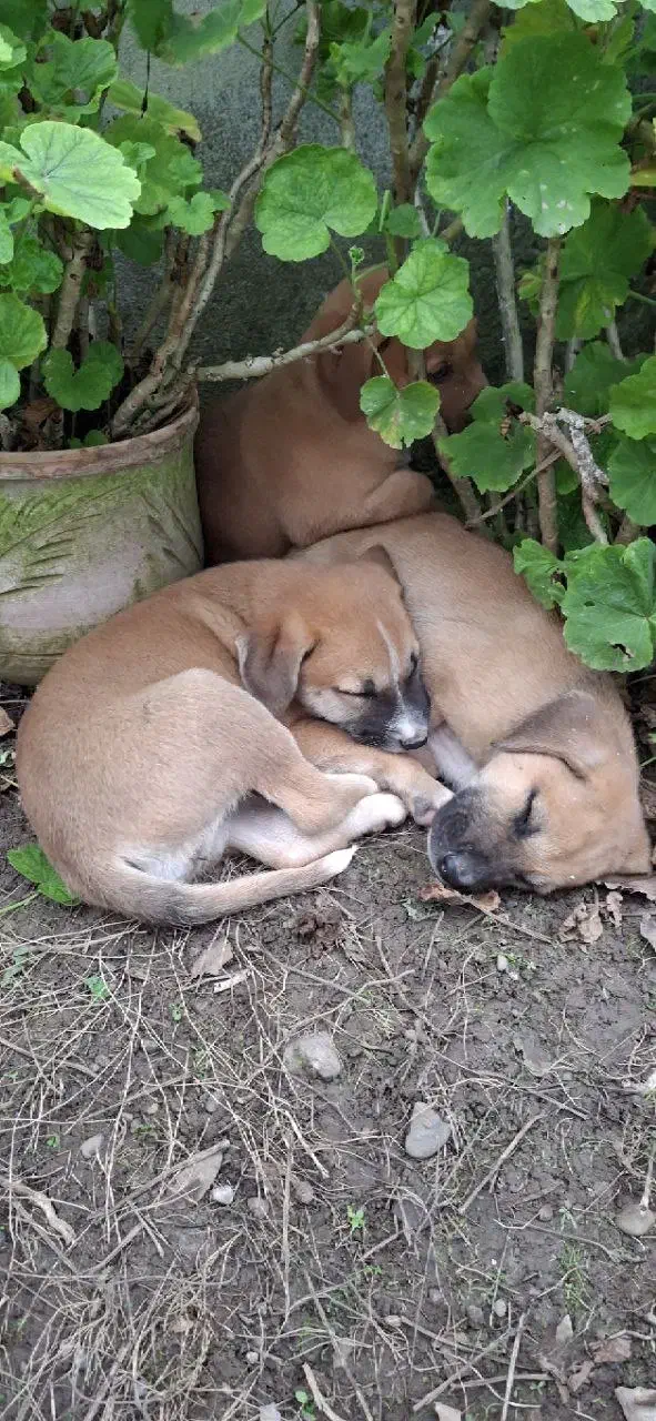 فروش توله سگ|سگ|پرهسر, |دیوار