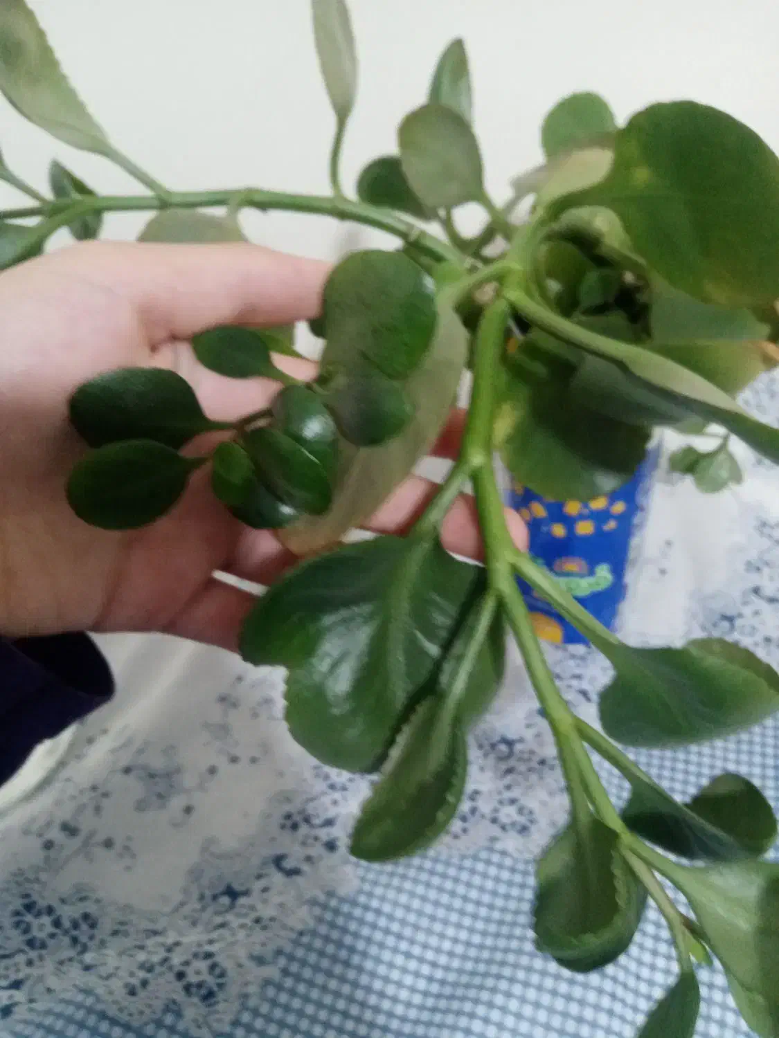 قلمه ی گل از 15 تومن|گل و گیاه طبیعی|سبزوار, ولیعصر (نجار آباد)|دیوار