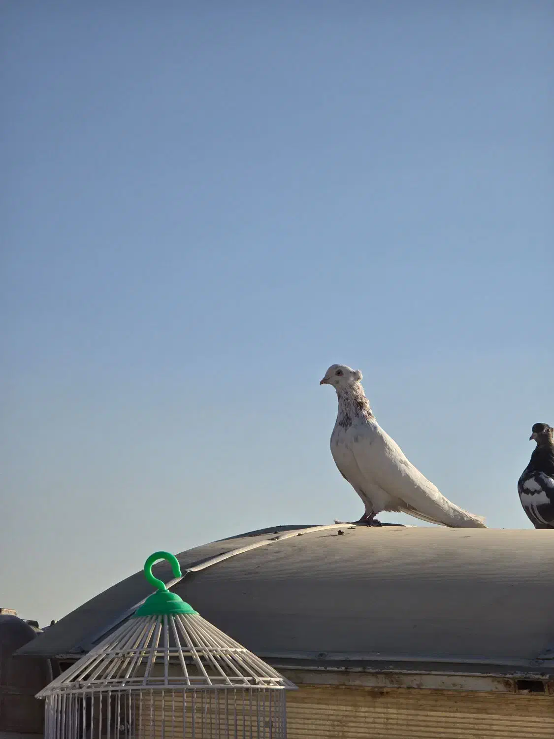 کبوتر|پرنده|مشهد, هفت تیر (حافظ)|دیوار