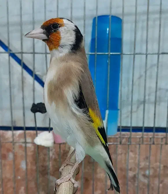 دو عدد سهره بلند و درشت جفتی در رزن|پرنده|رزن, |دیوار