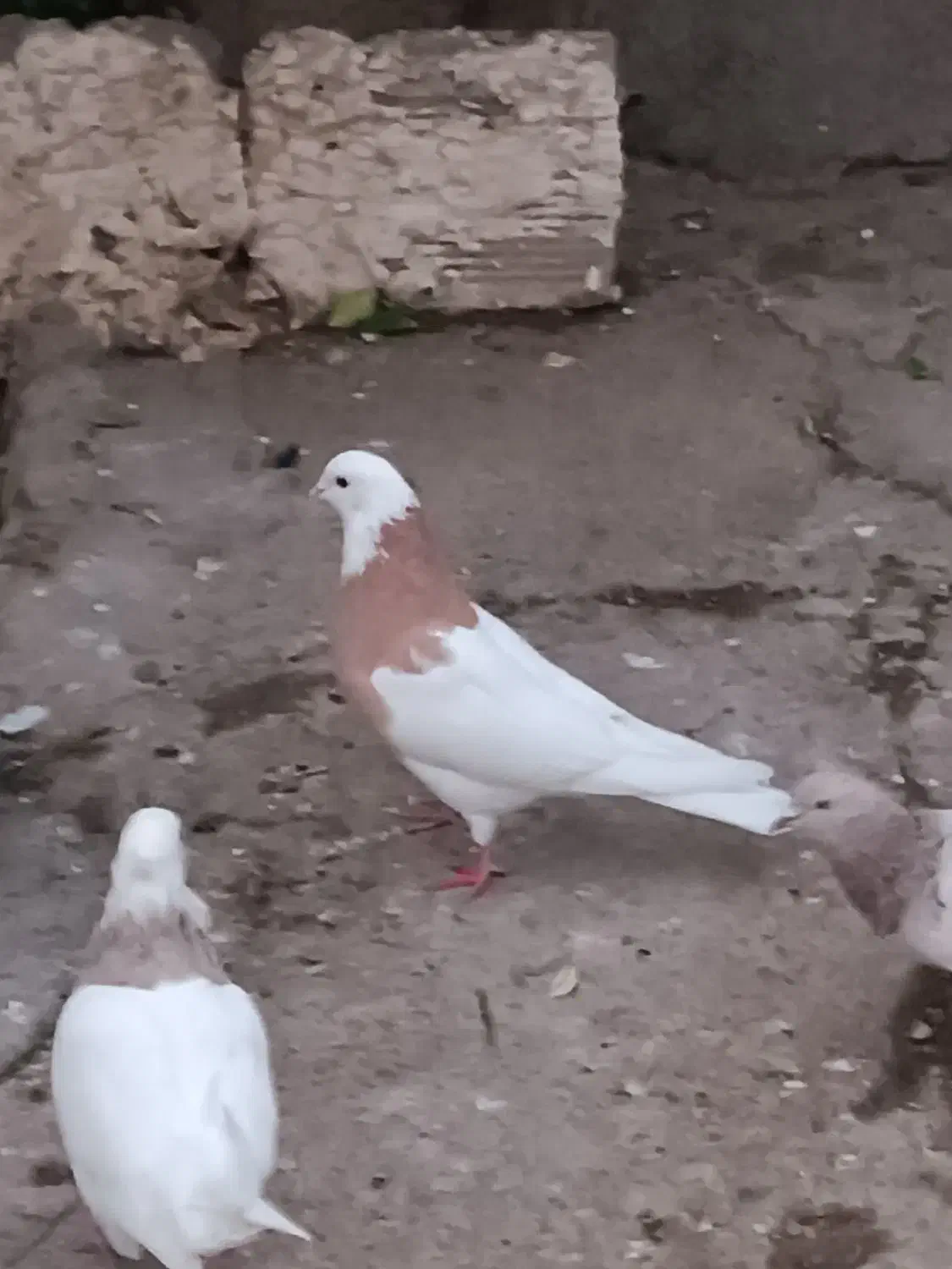 ۸کبوتر معاوضه با پرنده قفسی|پرنده|خرم‌آباد, |دیوار