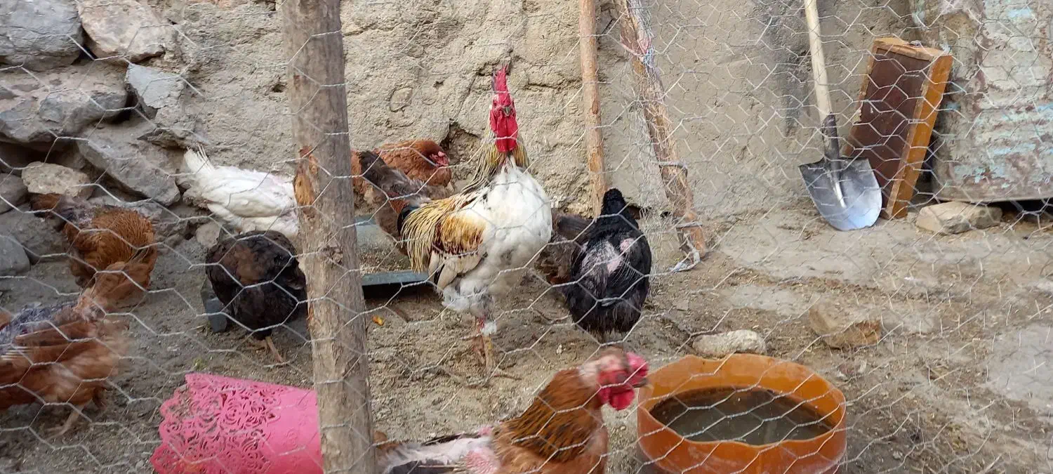 مرغ و خروس محلی|حیوانات مزرعه|صحنه, |دیوار