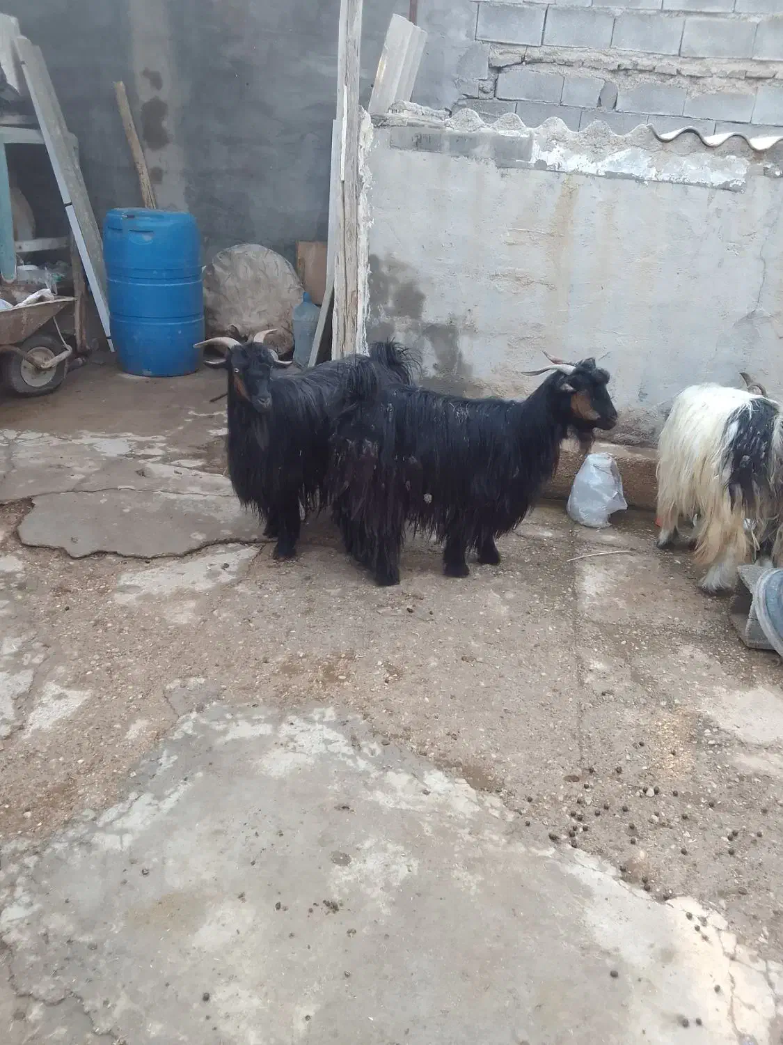 فروش ۴ راس بز جوان و چاق|حیوانات مزرعه|شوشتر, |دیوار