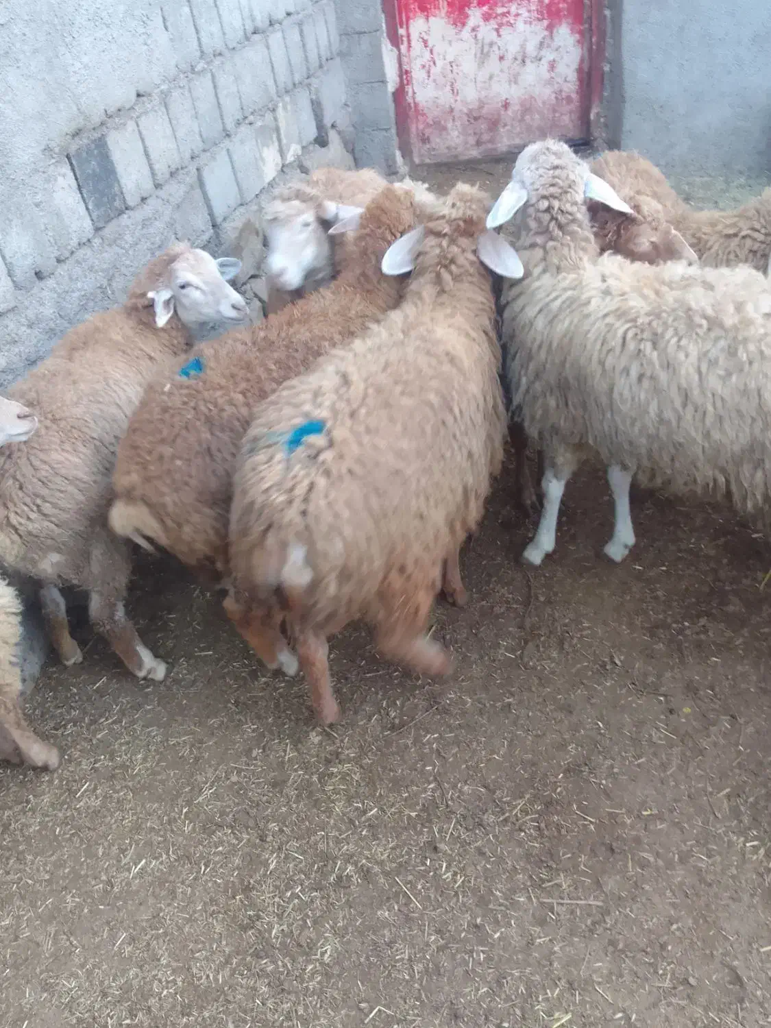 توغلی نروماده|حیوانات مزرعه|انگوت, |دیوار