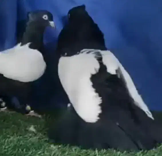 کبوترسینه ای واکسی|پرنده|داران, |دیوار