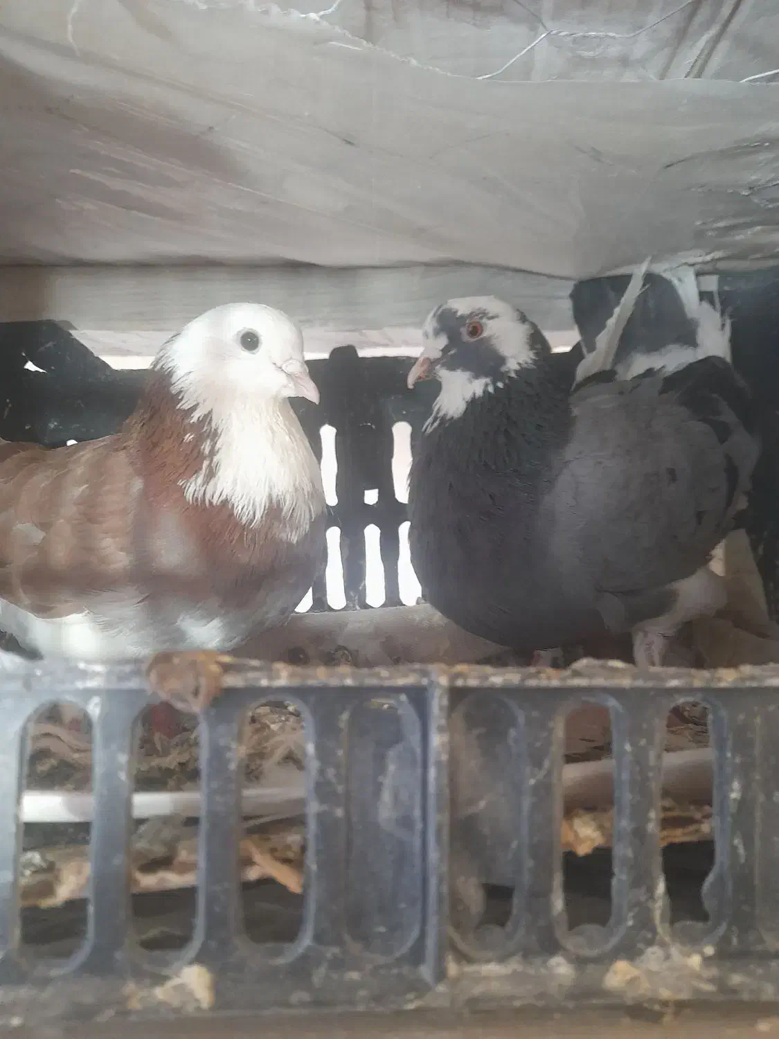 کبوتر شازده سبز|پرنده|شاهین دژ, |دیوار