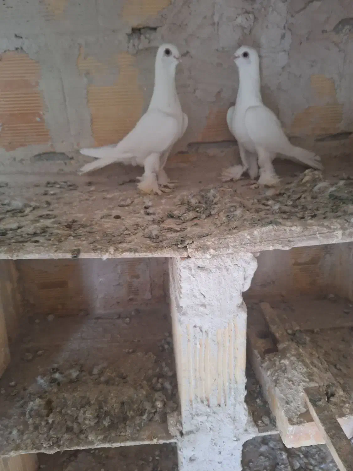 فروش کفتر|پرنده|تبریز, |دیوار