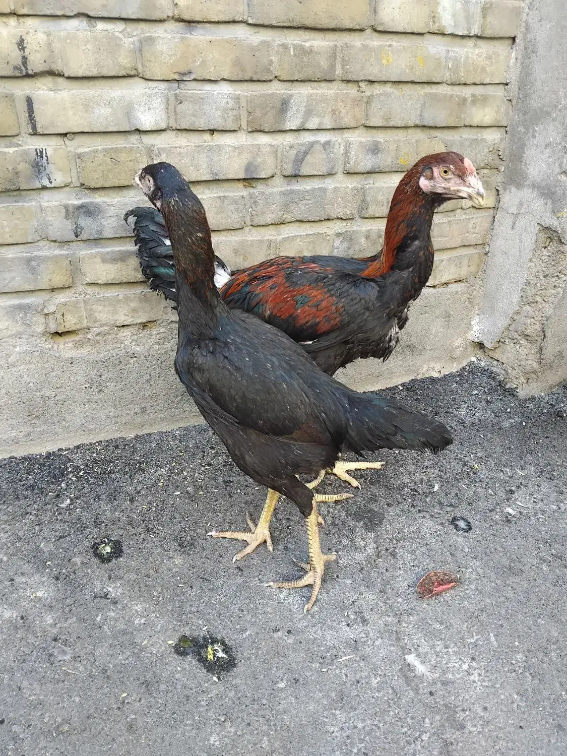 جوجه لاری|حیوانات مزرعه|تهران, شوش (باغ آذری)|دیوار