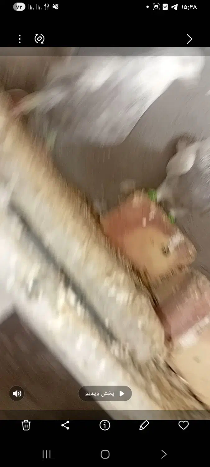 فروشی|پرنده|سلامی, |دیوار