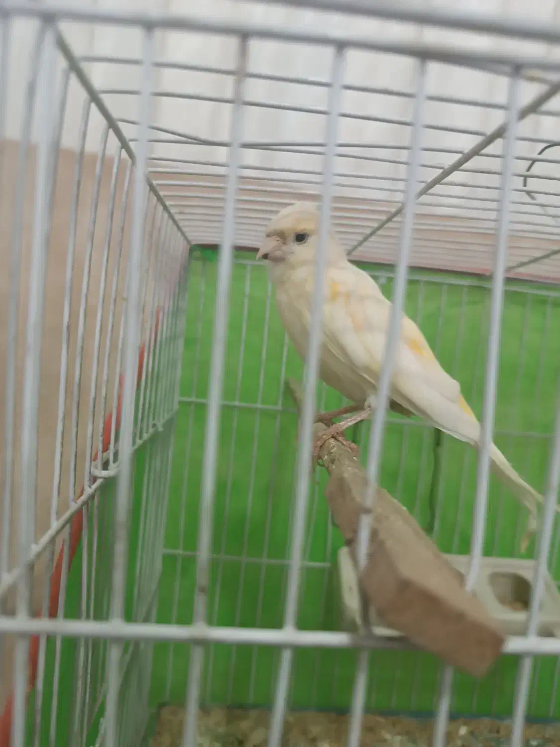 قناری ماده معاوضه با عروس|پرنده|سبزوار, باهنر|دیوار