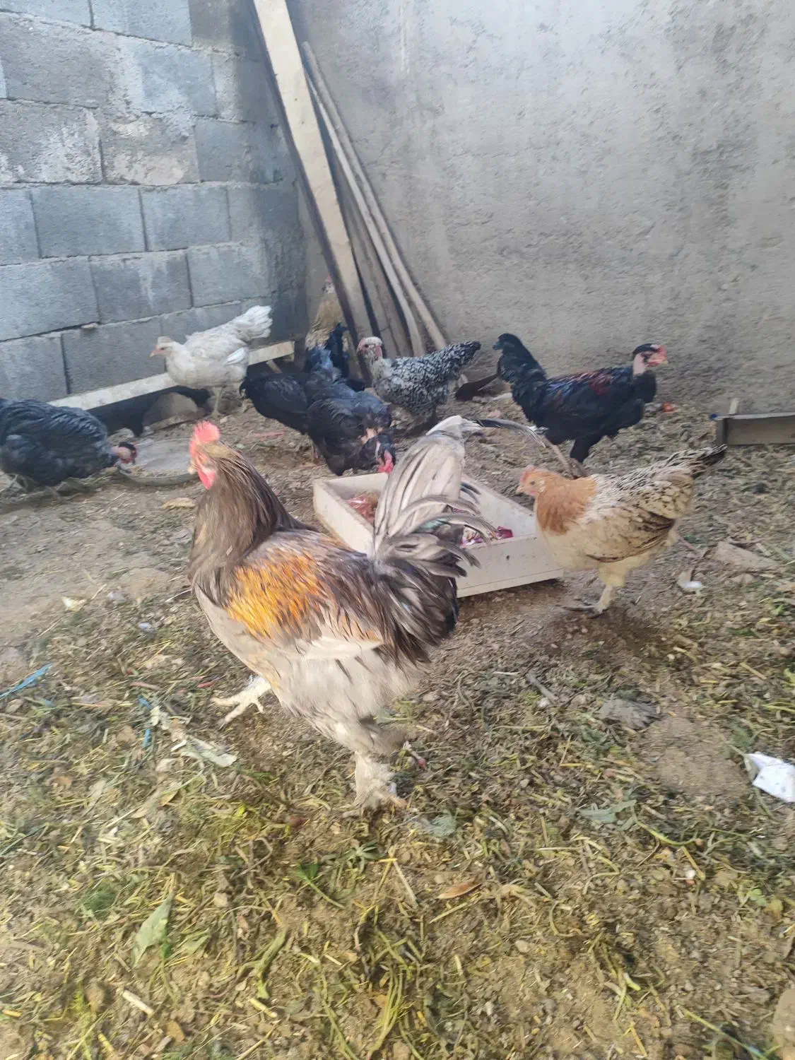 خروس گلین|حیوانات مزرعه|کهریزک, |دیوار