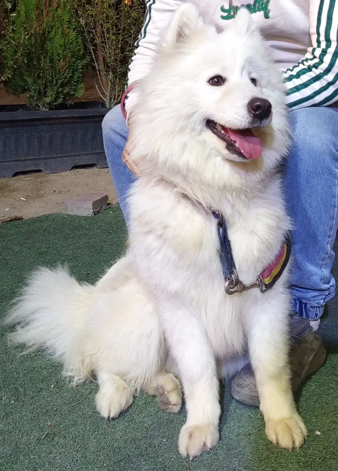 سگ سامویید|سگ|فردیس, شهرک شهید حسینی|دیوار