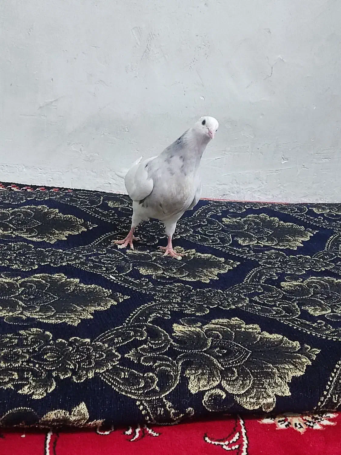 جوجه کبوتر طوقی|پرنده|فلاورجان, |دیوار