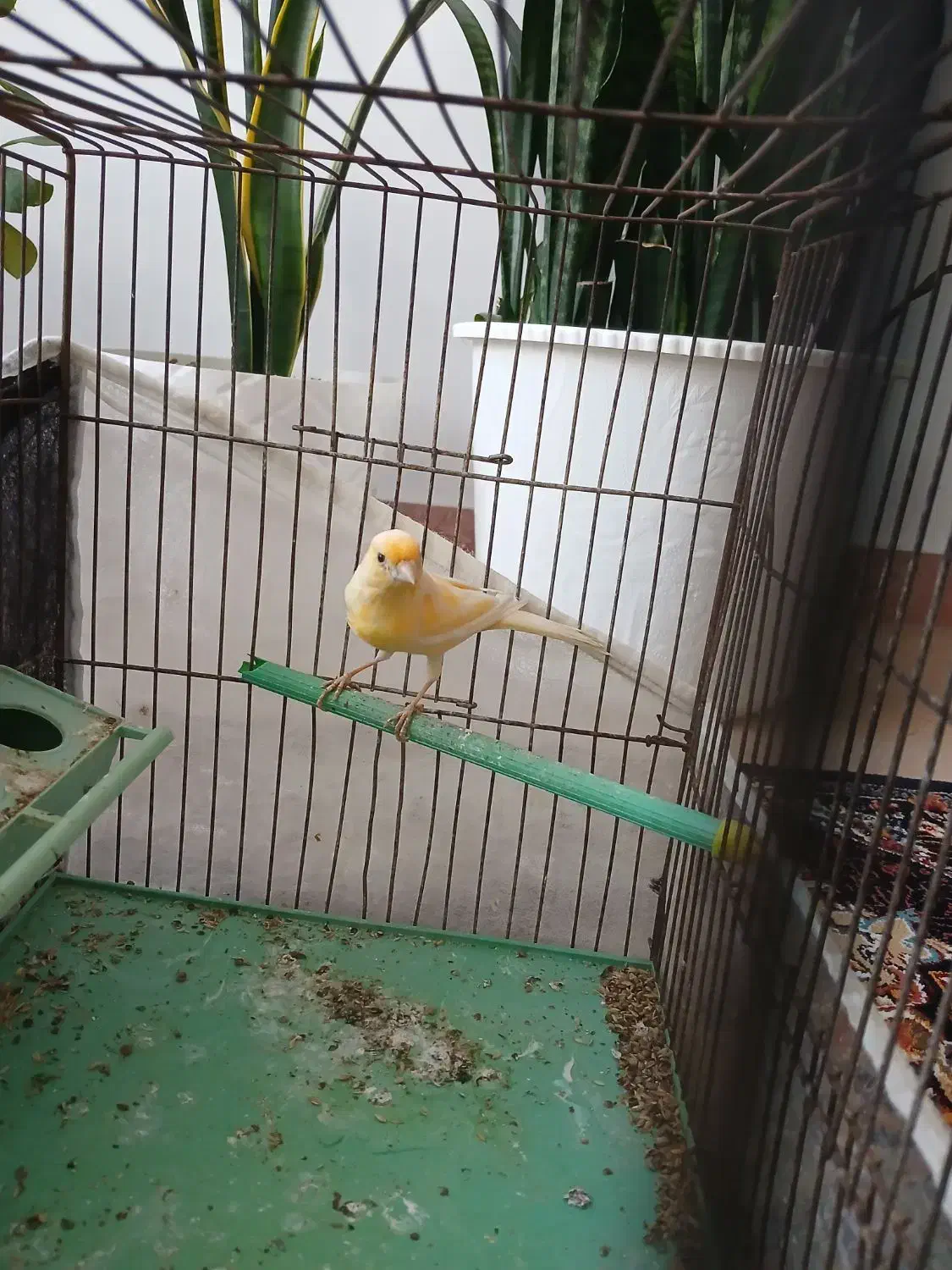 قناری ماده|پرنده|مشگین شهر, |دیوار