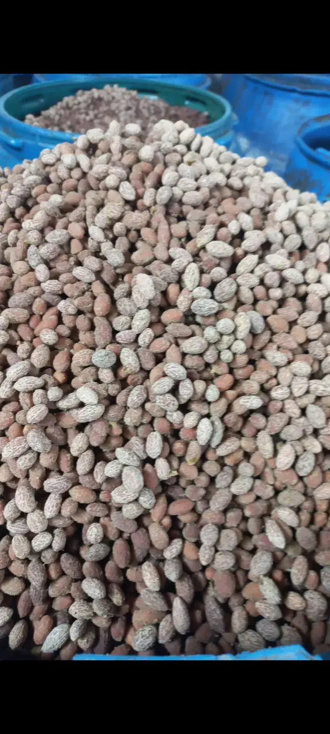 هسته زیتون تمیز و خشک|عمده‌فروشی|طارم, |دیوار