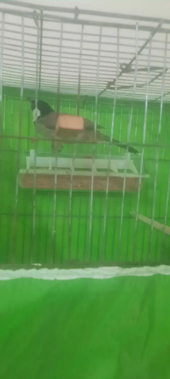 قناری|پرنده|کاکاوند, |دیوار