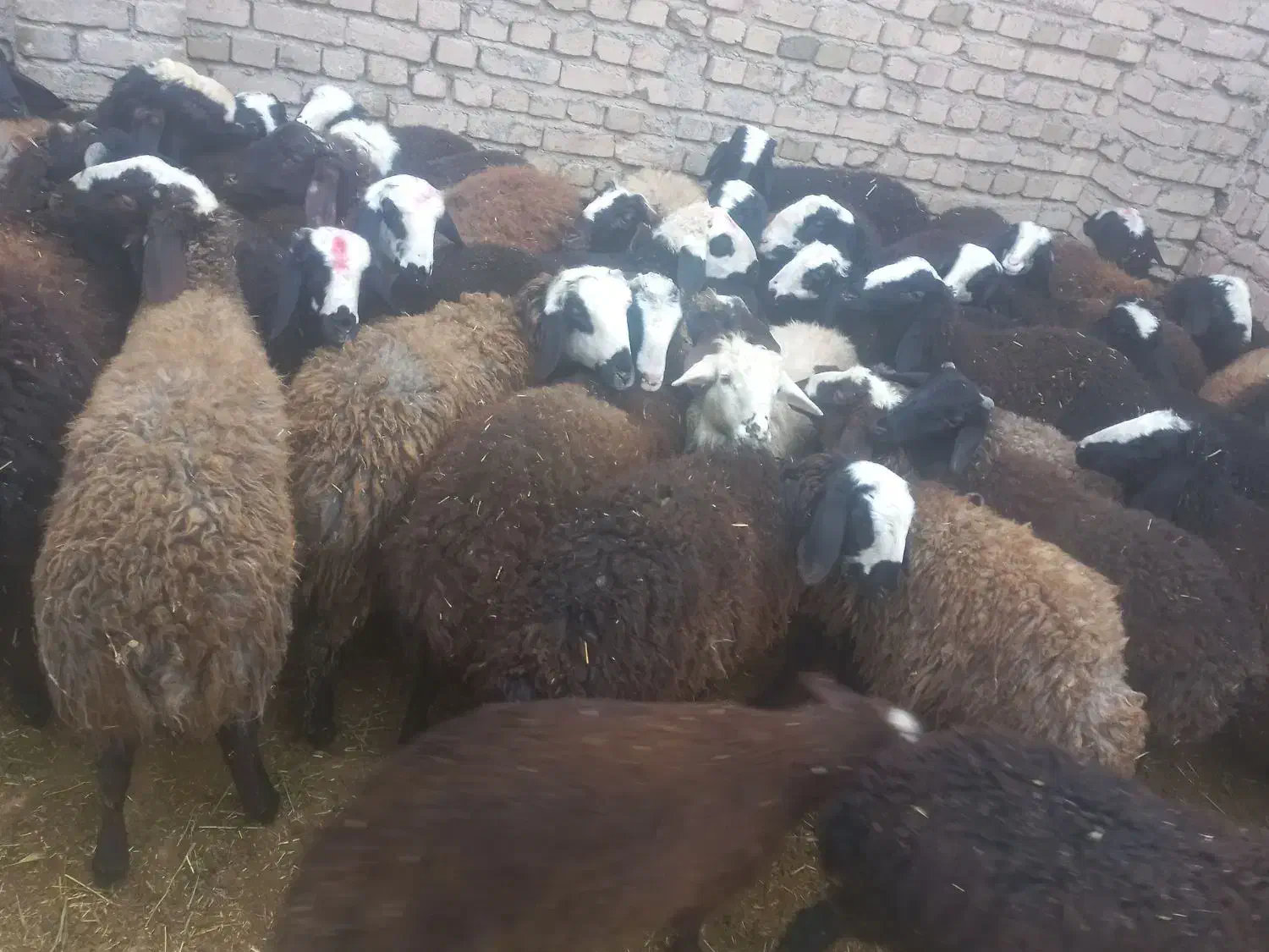 تعداد ۴۳راس بره نر اصیل شال درجه یک|حیوانات مزرعه|دشتابی, |دیوار