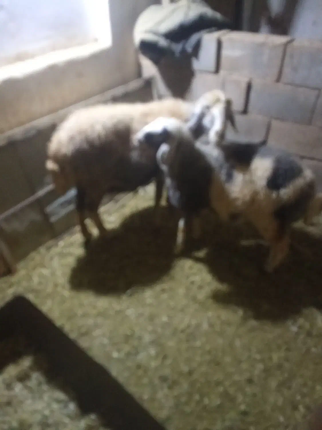 قیمت بیست و هشت میلیون|حیوانات مزرعه|اصفهان, تیران|دیوار