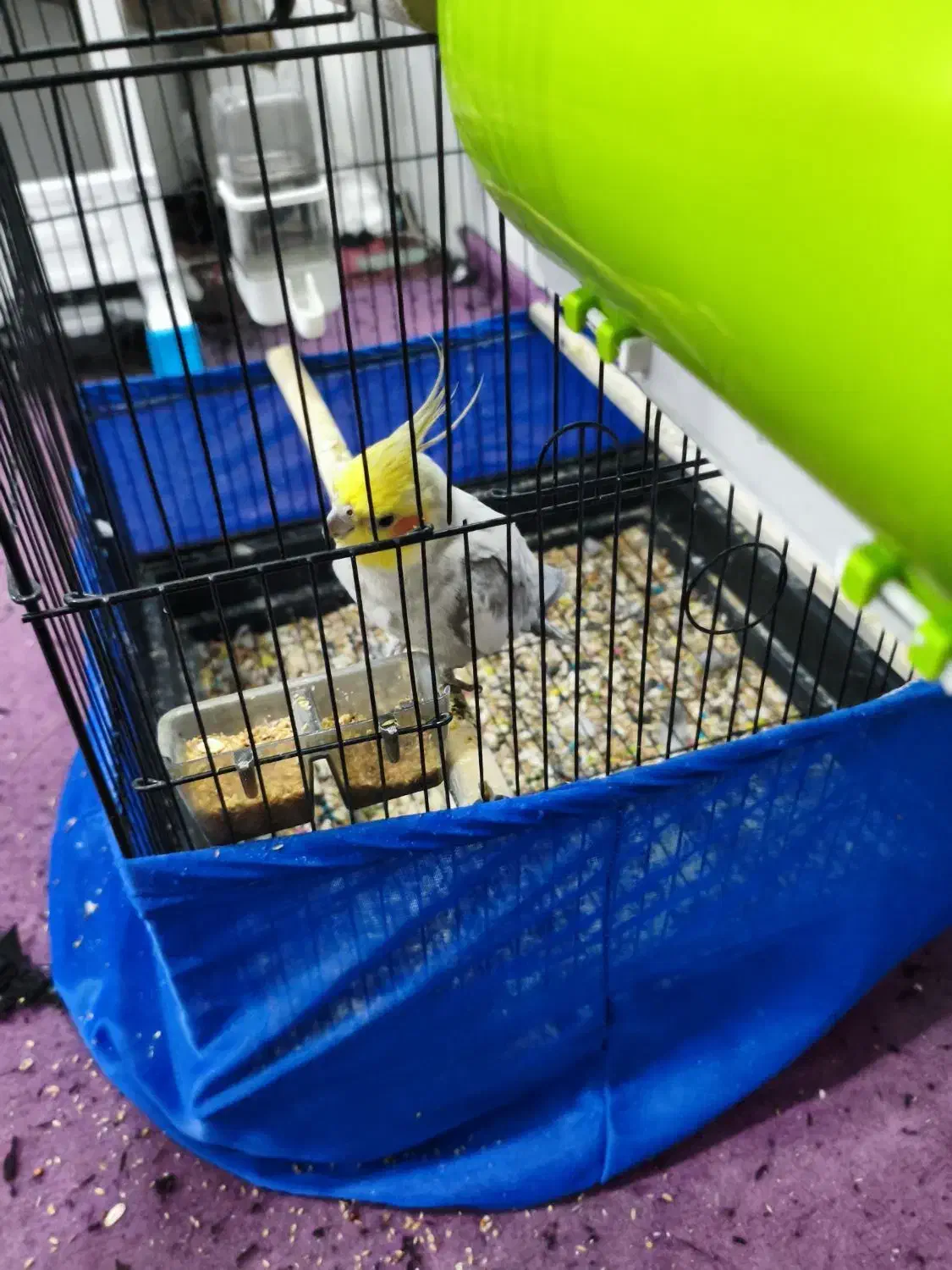 یک عدد عروس هلندی نر|پرنده|ابهر, |دیوار