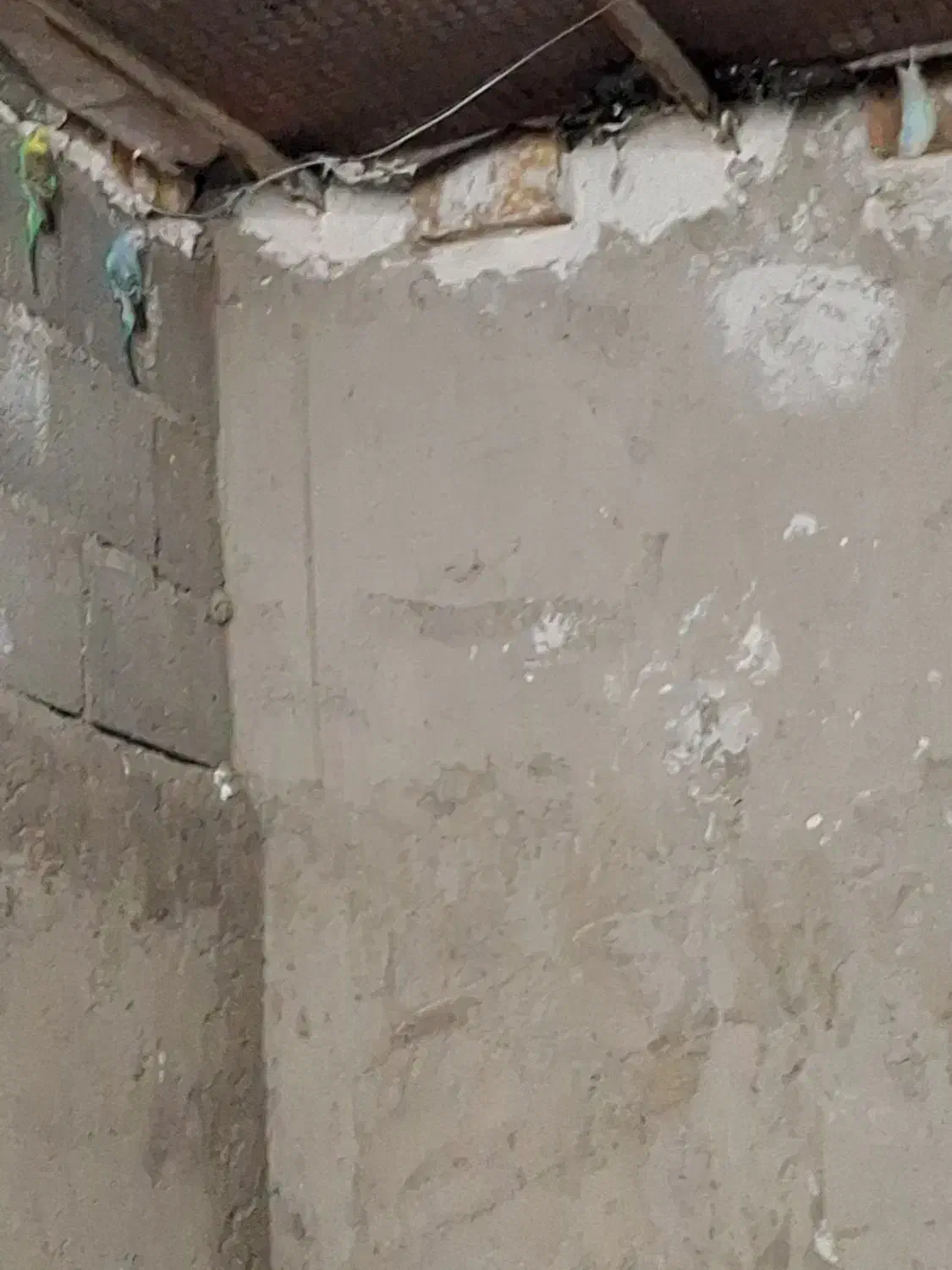 مرغ عشق|پرنده|سیب و سوران, |دیوار