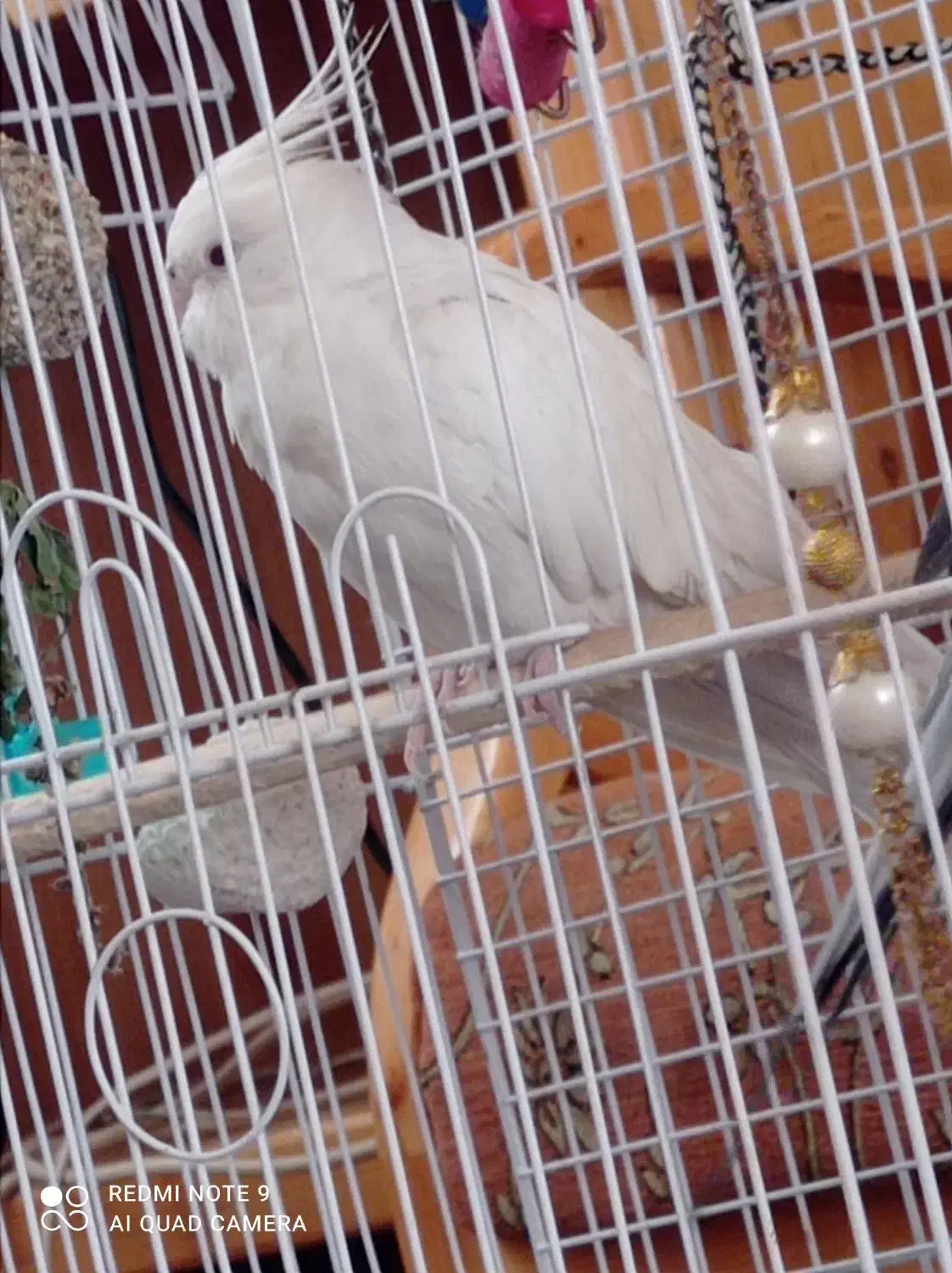 عروس هلندی|پرنده|سبزوار, زینبیه|دیوار