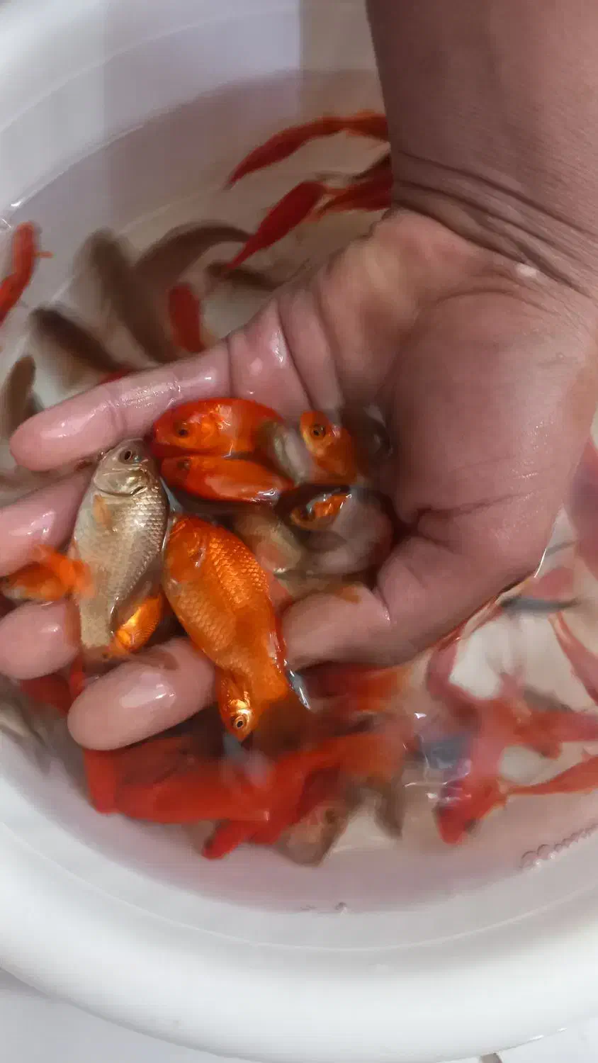 ماهی قرمز|ماهی|قوچان, |دیوار