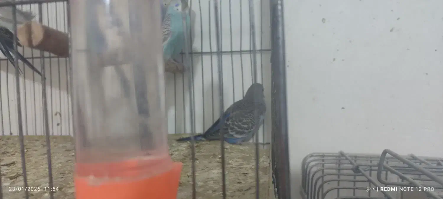 مرغ عشق دوماهه|پرنده|قرچک, زیبا شهر|دیوار