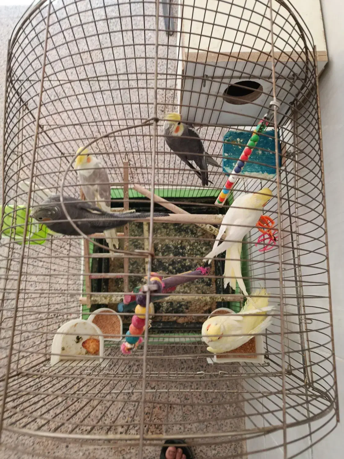 طوطی عروس|پرنده|الوند, |دیوار